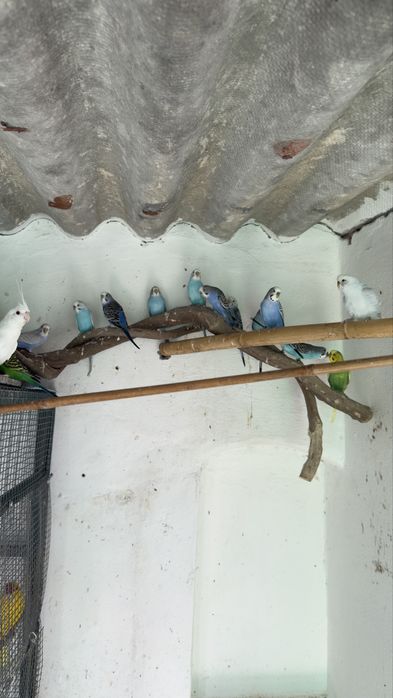 Periquitos Australianos para Cedência