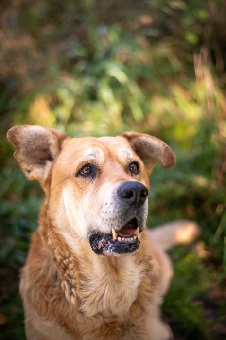 Ryan przeuroczy pies w typie labradora ADOPCJA