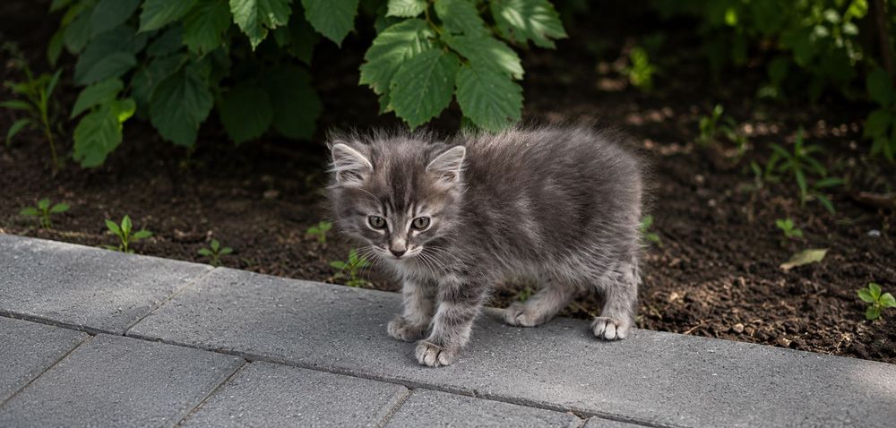 2 кошенят (хлопці) (безкоштовно)