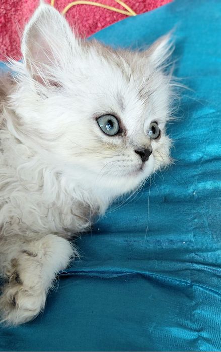 Кошенятко  хлопчик