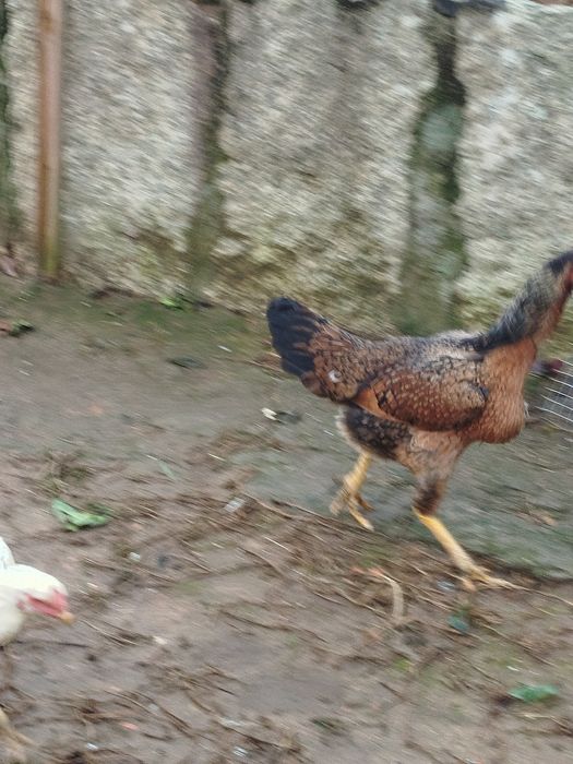Galinhas brasileiro