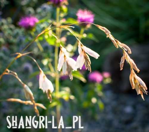 Dierama Pulcherrimum Album - Snowbells, Anielska wędka