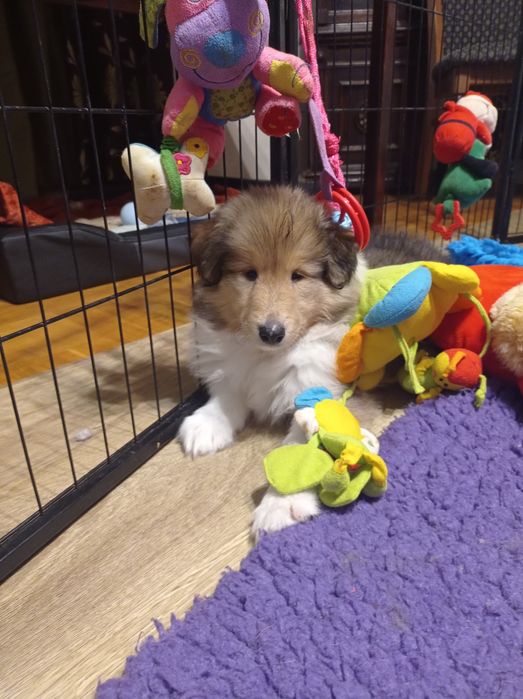 Owczarek szkocki collie ZKwP FCI