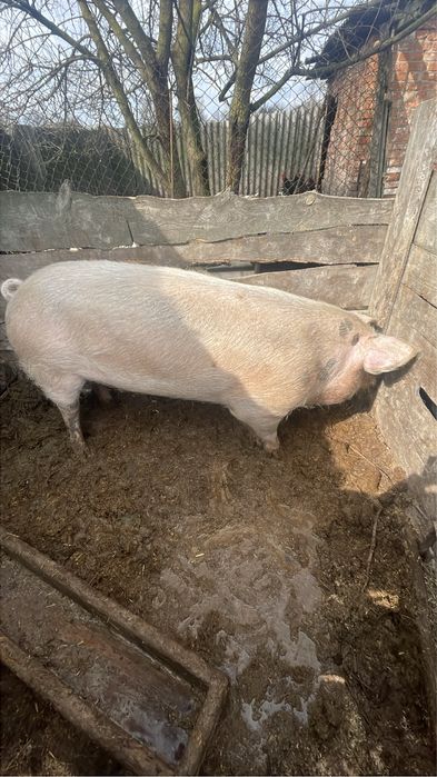 Продам  кабана на осіменення