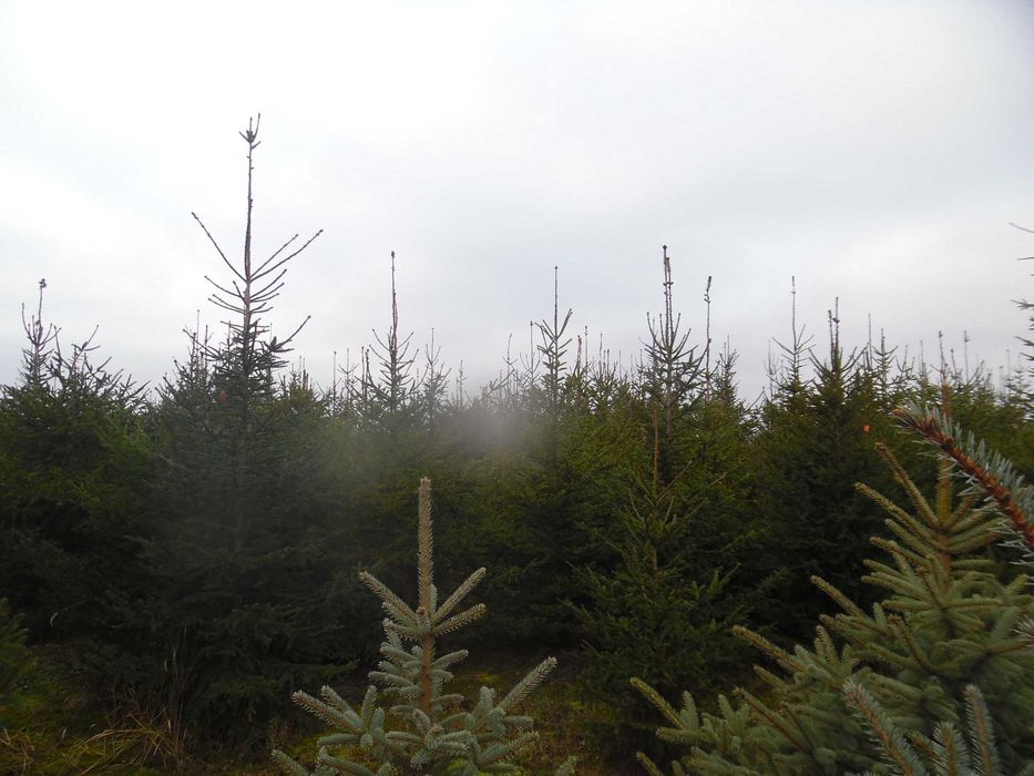 Choinki świąteczne z plantacji  ciętekopane