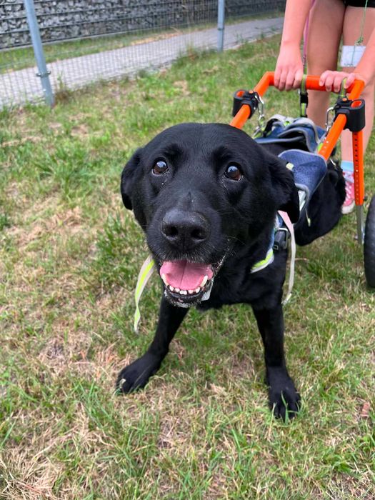 Labrador Gimli pies na wózku odebrany interwencyjnie czeka na szansę i adopcję
