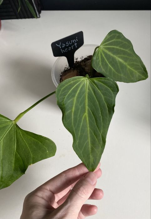 Антуріум Anthurium ‘Yasuni heart’ на дві рослинки