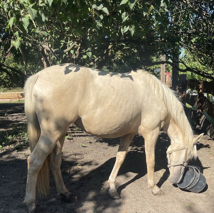 Piekna klacz, 2,5 roku, palomino, 160cm