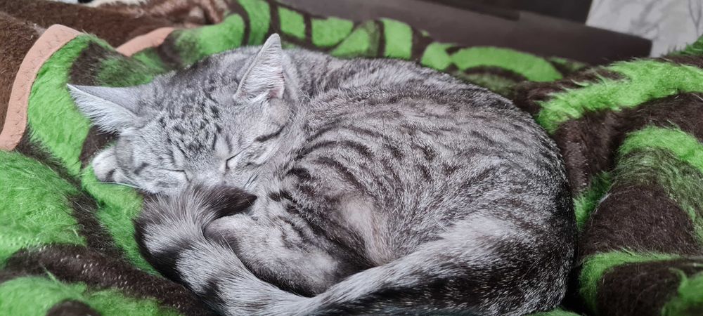 Зеленоока киця Попелюшка у пошуках своєї казки!