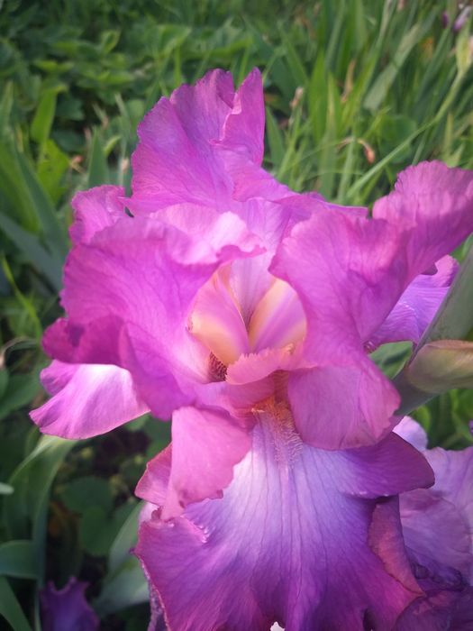 Продам набір ірисів