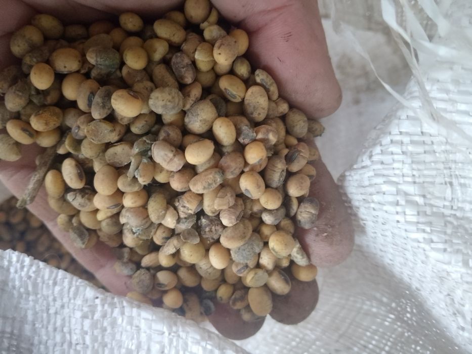 Продам сою не кондиція НАЯВНІСТЬ 400кг