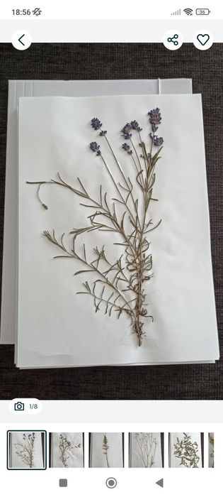 Zielnik - zestaw suszonych roślin