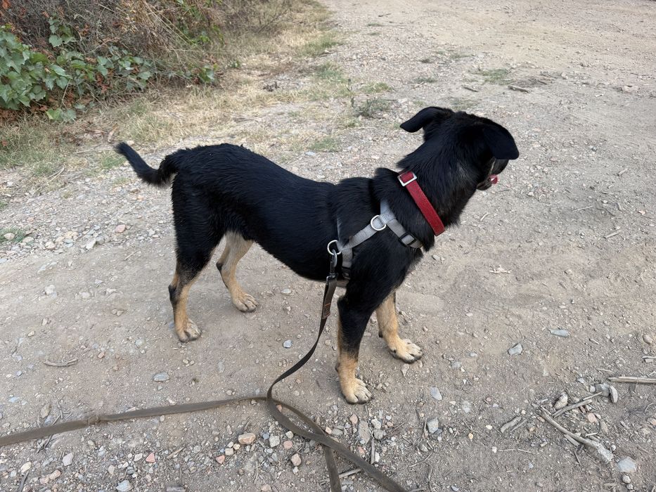 Cachorro 6 meses muito meigo