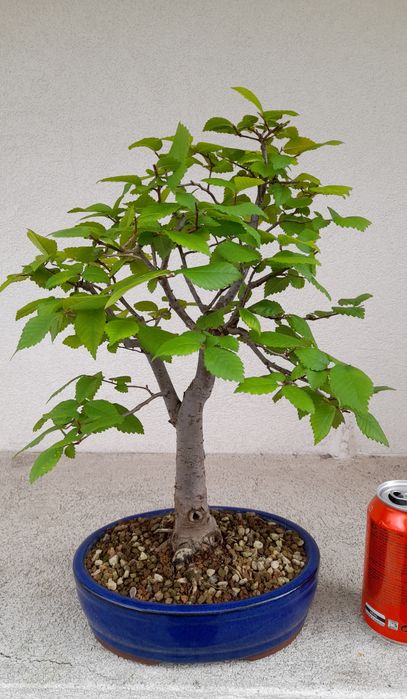 Bonsai Zelkova Serrata