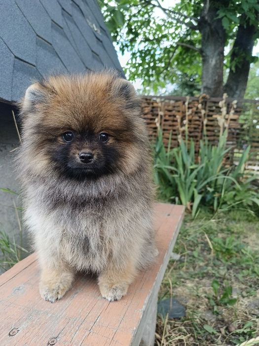 Шпіци ведмедики ціна знижена