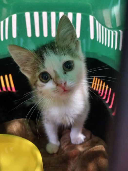 Трьохкольорове кошеня 1 місяць