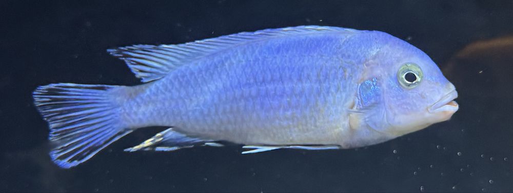 Metriaclima Estherae,Red Red,Socolofi,Saulosi Pyszczaki Malawi