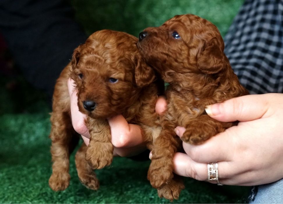 Справжні той пуделя доросла та цуценя .ціни різні