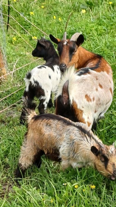 Vende se cabritinha anã