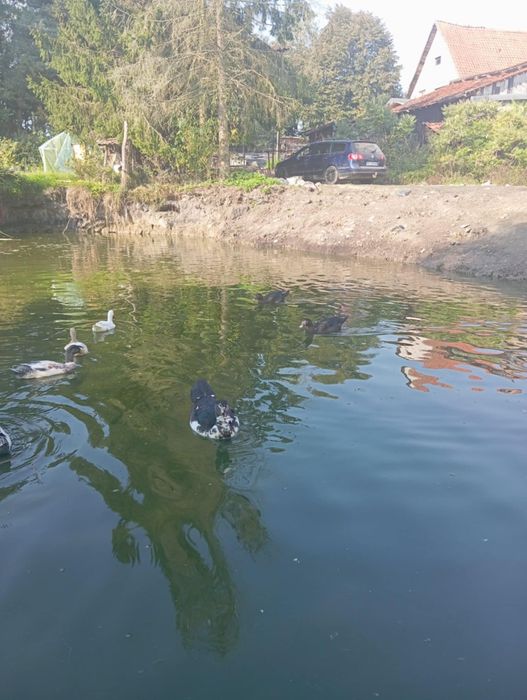 Sprzedam kaczki do dalszej hodowli