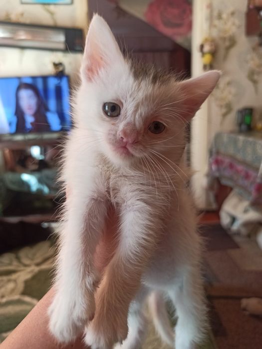 Продам котят, порода Шотландская вислоухая мраморная