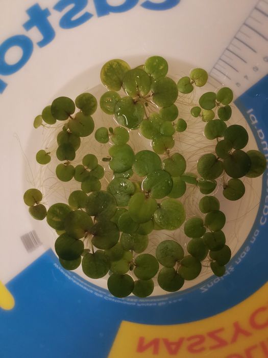 Limmobium roślina pływająca