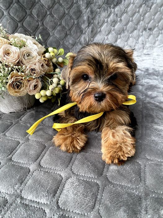 Йорки гарнесенькі