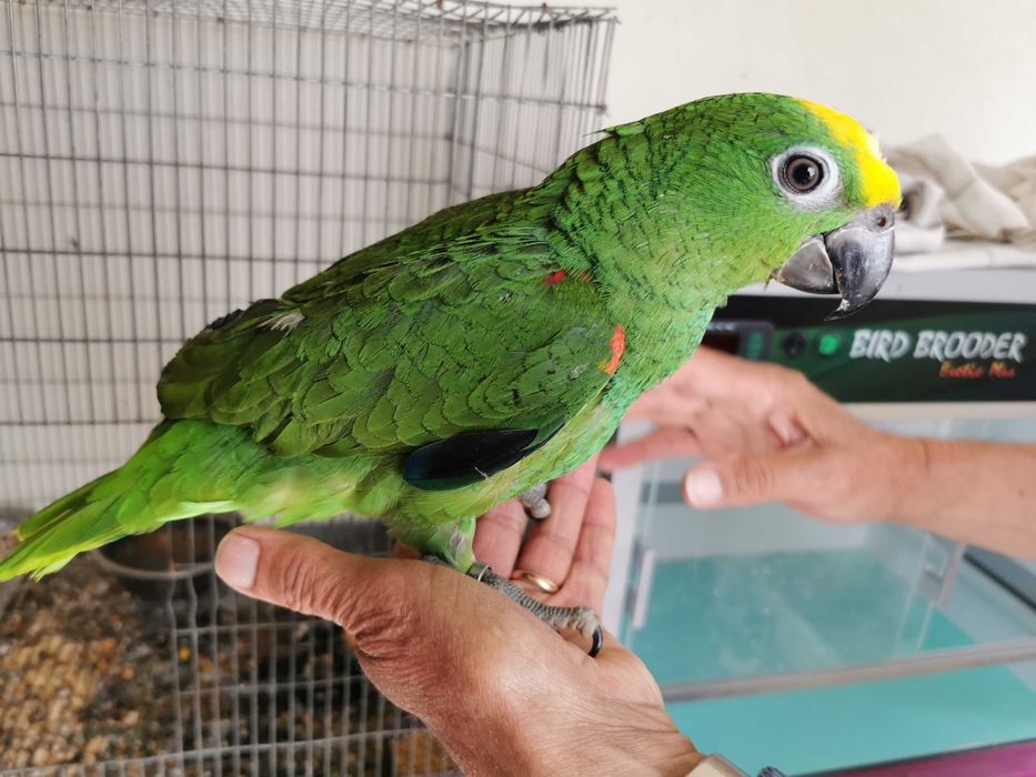 Papagaio amazona ochrocephala