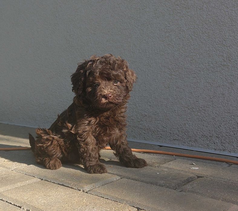 pudel mini        .
