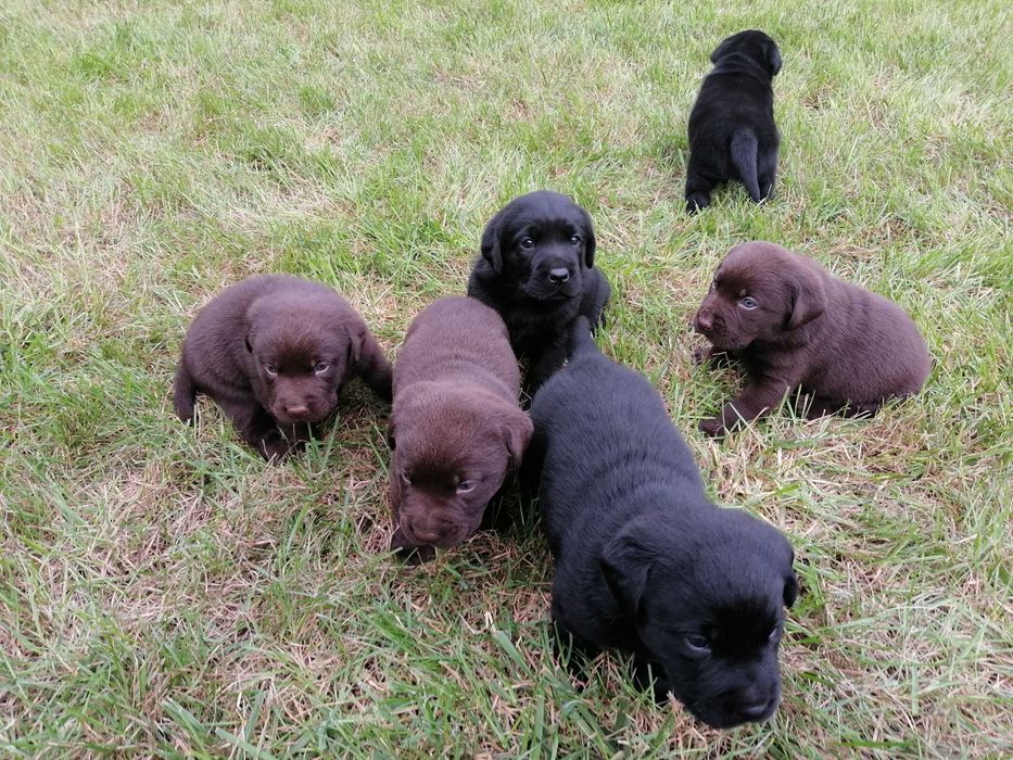 Labrador retriver suczka sunia