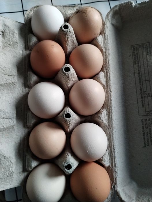 Jajka wiejskie kurze