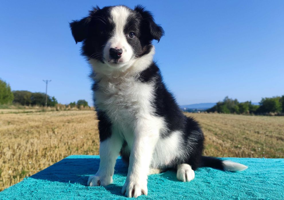 Prześliczna Suczka BORDER COLLIE - pełna dok. super rodzice