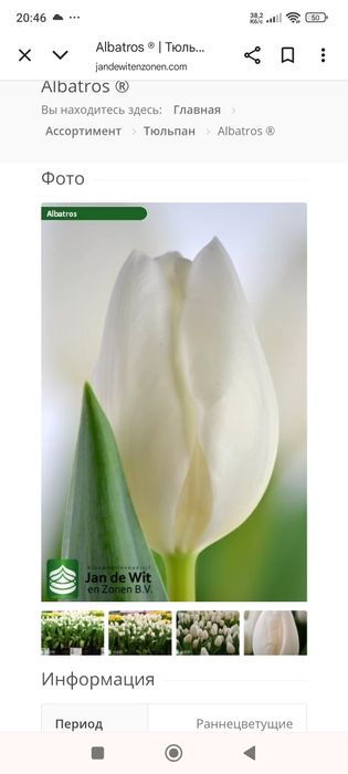 Продам тюльпани.