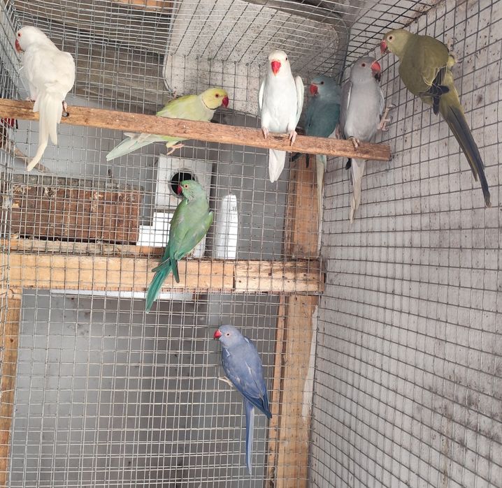 Ring necks novos, adultos e criados a mão