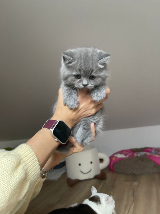 Scottish straight   com alta qualidade de raça