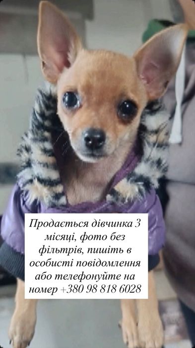 Песик дівчинка Той терьер