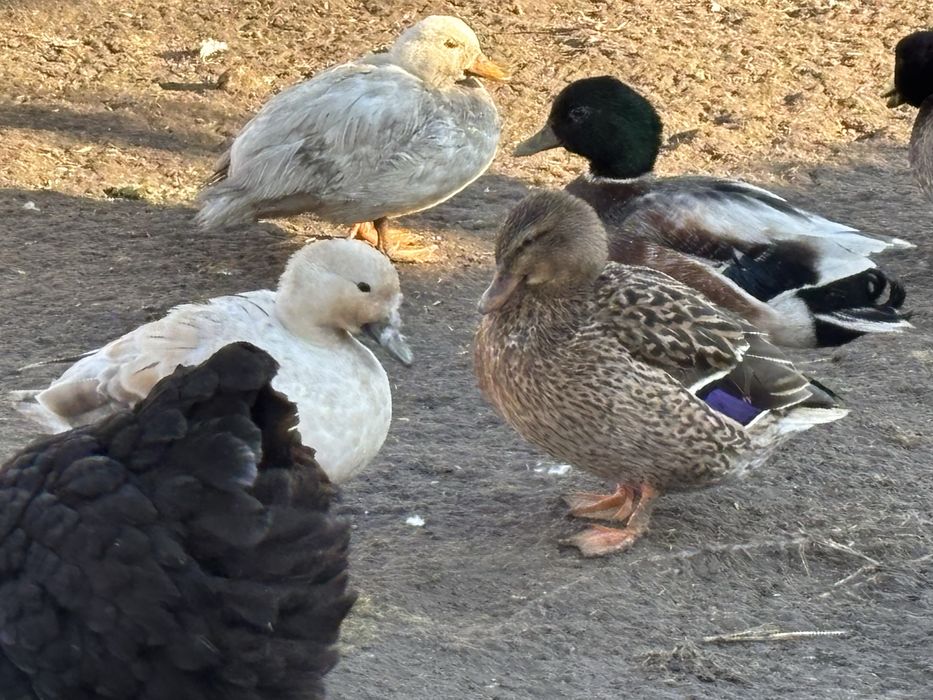 Jaja lęgowe kaczek call duck