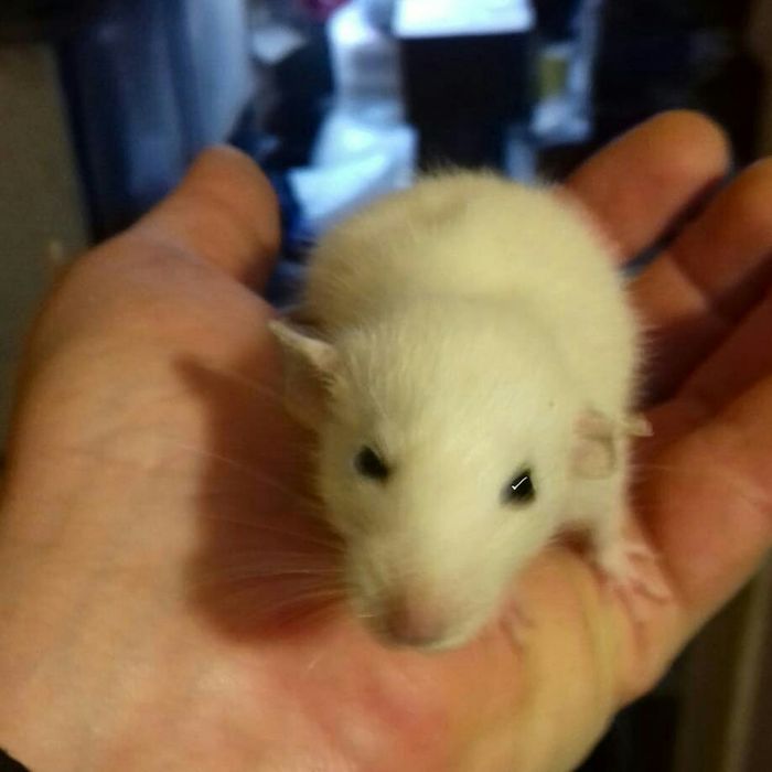 Декоративные крысы эксклюзивных окрасов