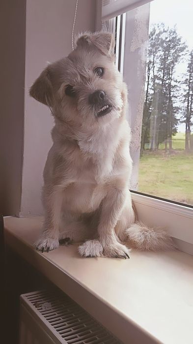 Zaginął pies . Wabi się Leoś!