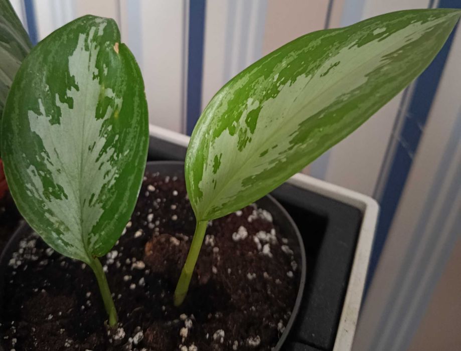 Комнатное растение Аглаонема Silver Bey обмен на аглаонема другой сорт