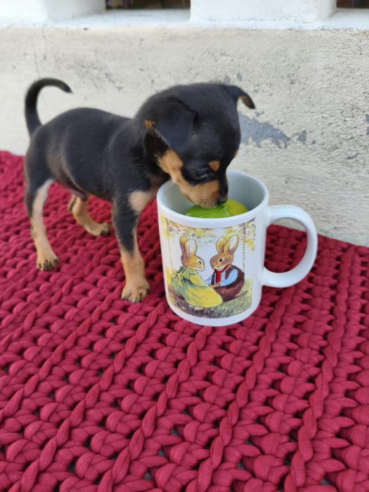 Pinscher miniatura (macho)