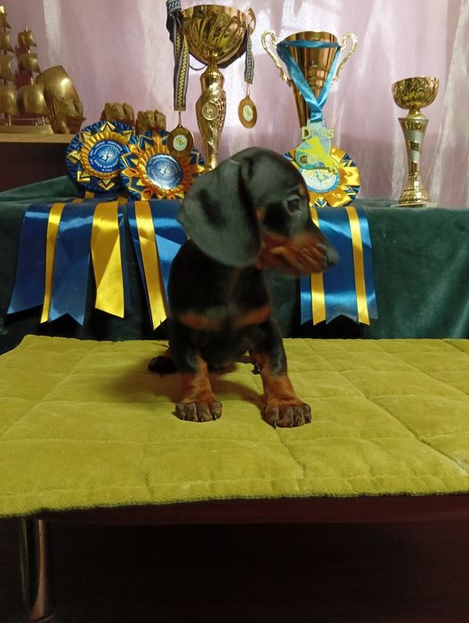 Щенки таксы стандарт с документами клуба