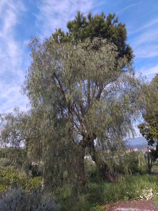 Limpeza de terrenos, quintais e espaços exteriores