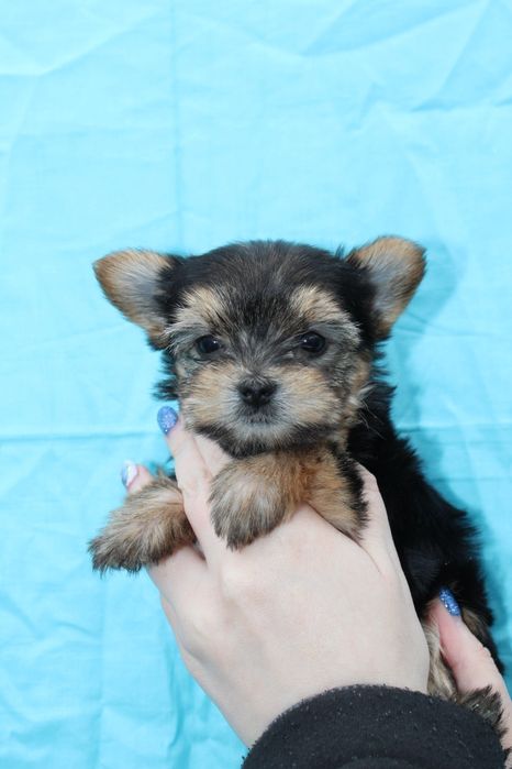 Супер цуценята йоркширського тер'єра бебі фейс