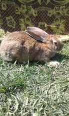 Термонті Гавана Полтавське срібло Кітні самиці, робочі кролі, виводок