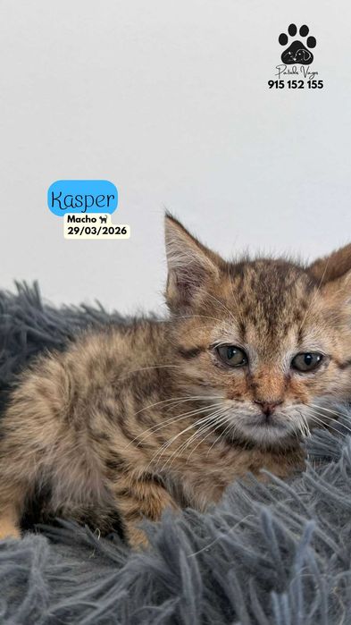 Gatinho tigrado para adoção (Bebe)