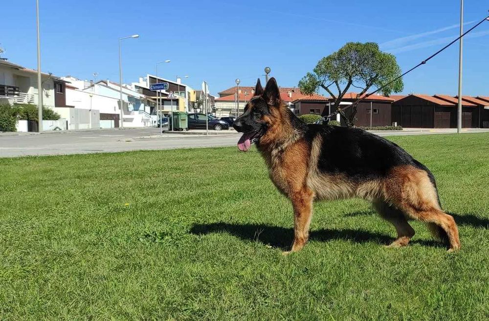 Campeão de Beleza para o seu Lar