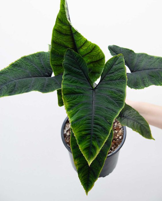 Алоказія Олані, Alocasia Olaniі