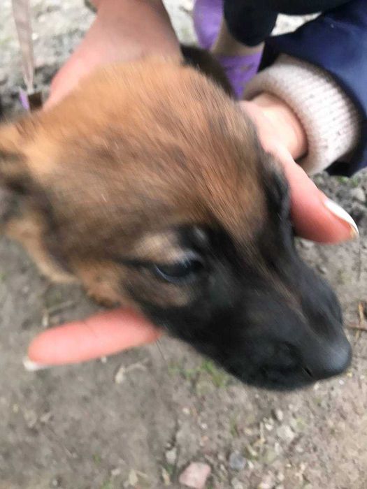 Цуценята в добрі руки