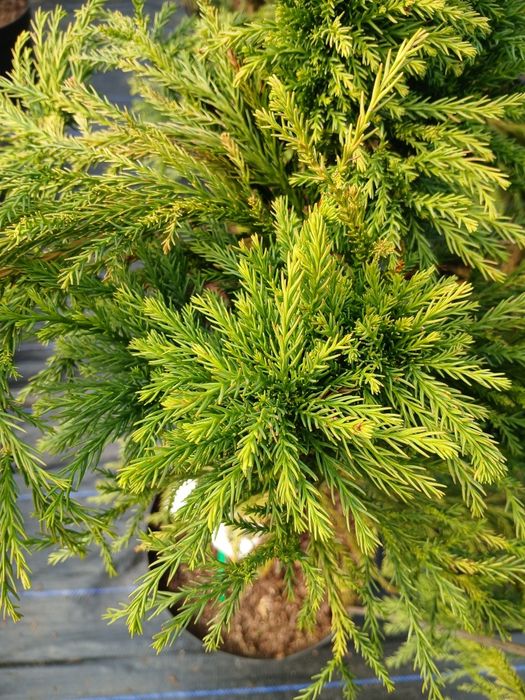 Kryptomeria japońska